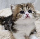 マンチカン(短足)