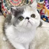 エキゾチックショートヘア