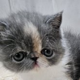 エキゾチックショートヘア