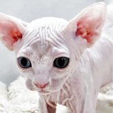 エルフキャット