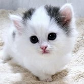 マンチカン(短足)