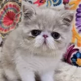 エキゾチックショートヘア