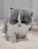 マンチカン(短足)【大阪府・女の子・2025年10月2日・ブルー&ホワイト(ロング)】の写真3