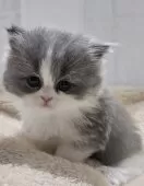 マンチカン(短足)【大阪府・女の子・2025年10月2日・ブルー&ホワイト(ロング)】の写真8