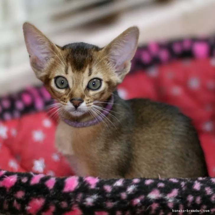 ID:2406-03626の子猫