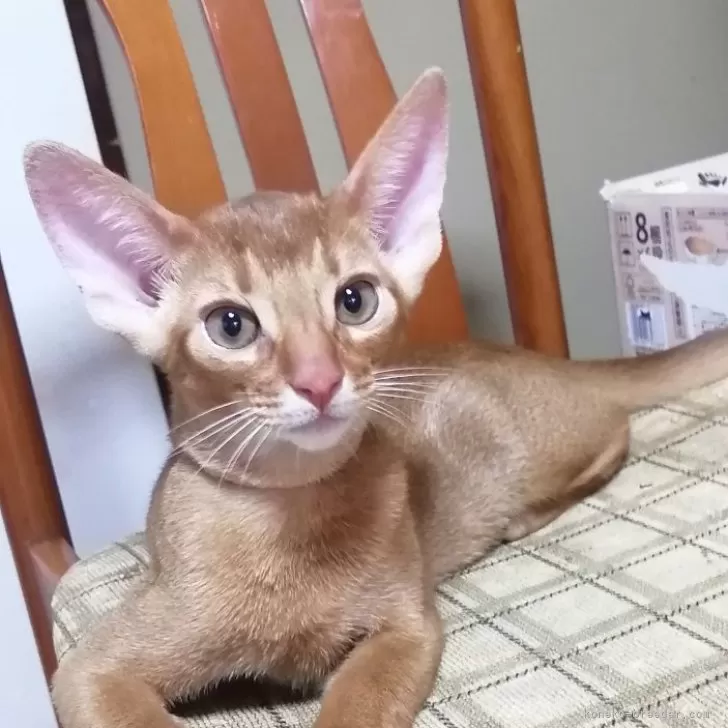 ID：2406-03623の子猫