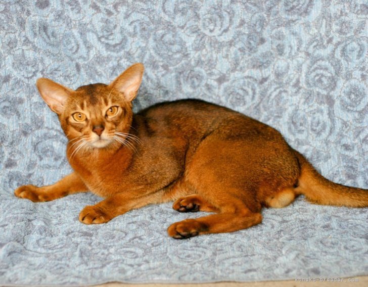 アビシニアン【・男の子・2020年6月12日・ルディー】「最近の(6/30)写真」