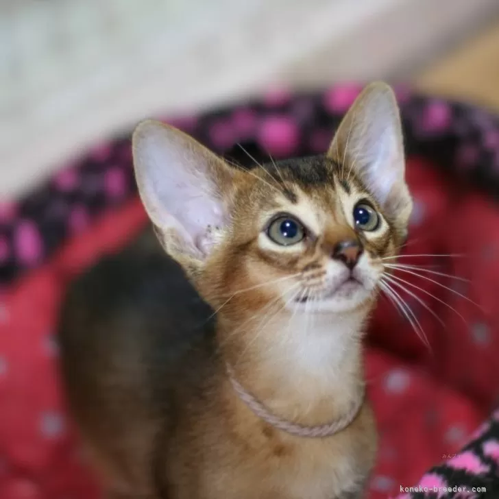 ID：2406-03619の子猫