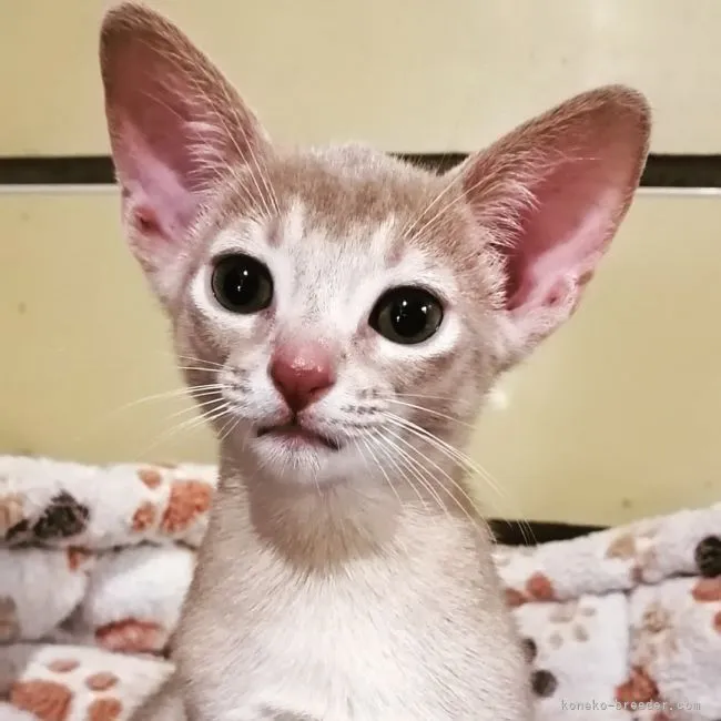 ID：2110-01056の子猫