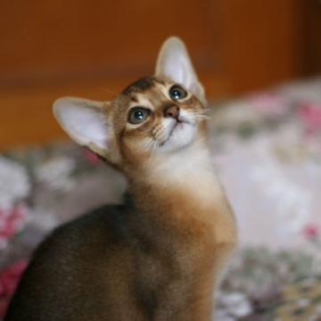 アビシニアン【埼玉県・女の子・2022年4月12日・ルディー】の写真「好奇心旺盛でアビシニアンらしい元気な可愛い子です」