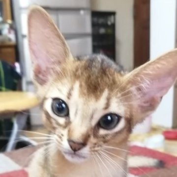 アビシニアン【埼玉県・男の子・2023年6月6日・ルディ】の写真「アビらしく活発で人懐っこい甘えん坊です」