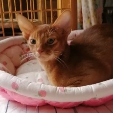 アビシニアン【埼玉県・男の子・2023年4月29日・レッド】の写真「アビらしく活発で人懐っこくお耳が大きいワンパク君」