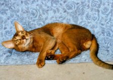 アビシニアン【・男の子・2020年6月12日・ルディー】「最近の写真ぬ」