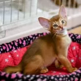 アビシニアン【埼玉県・男の子・2024年5月3日・シナモン(レッド)】の写真3