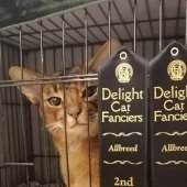 アビシニアン【・男の子・2020年6月12日・ルディー】「グランドチャンピオンになった頃」