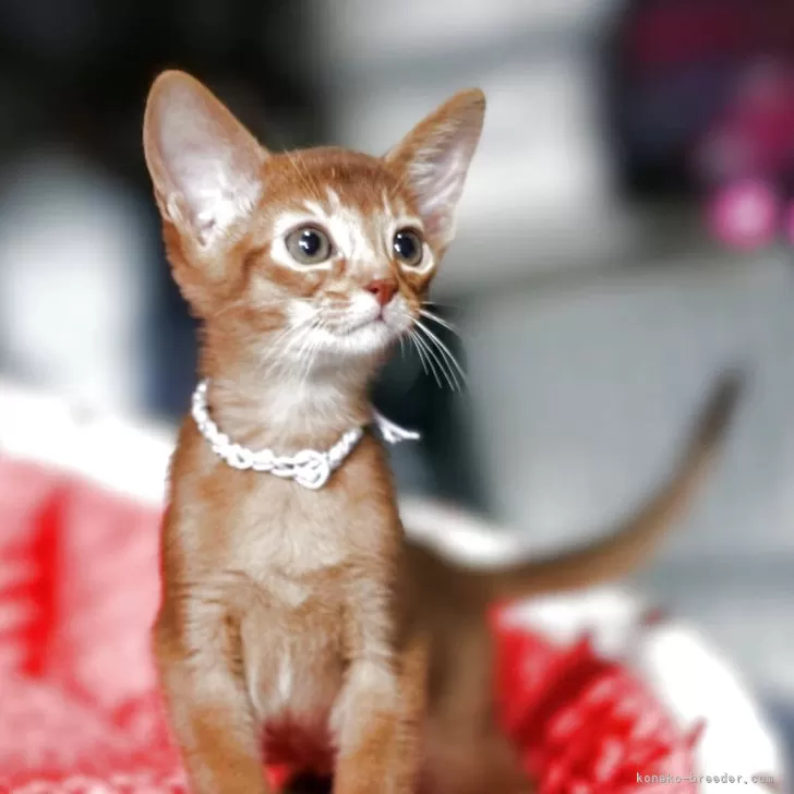 ID：2506-00620の子猫