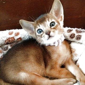 アビシニアン【埼玉県・男の子・2025年12月6日・ルディ】の写真「アビらしく活発で人懐っこいわんぱく君」