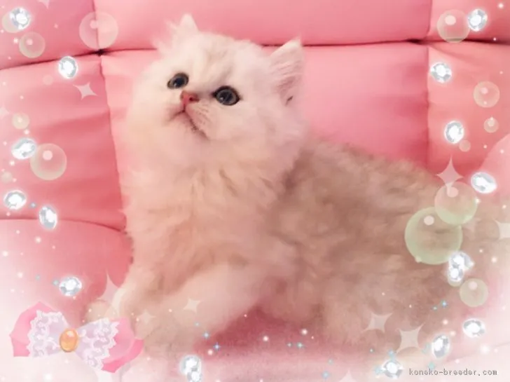 ID：1707-01180の子猫