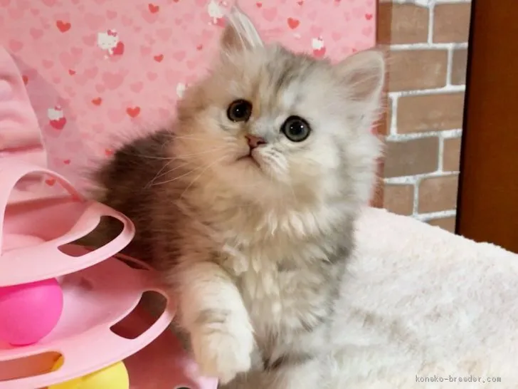 ID：1911-00075の子猫