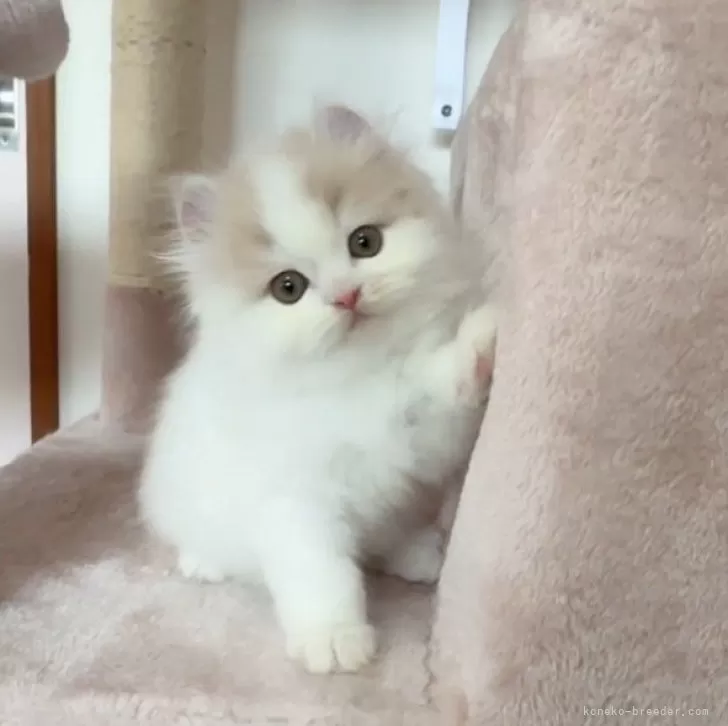 ID：2405-01826の子猫