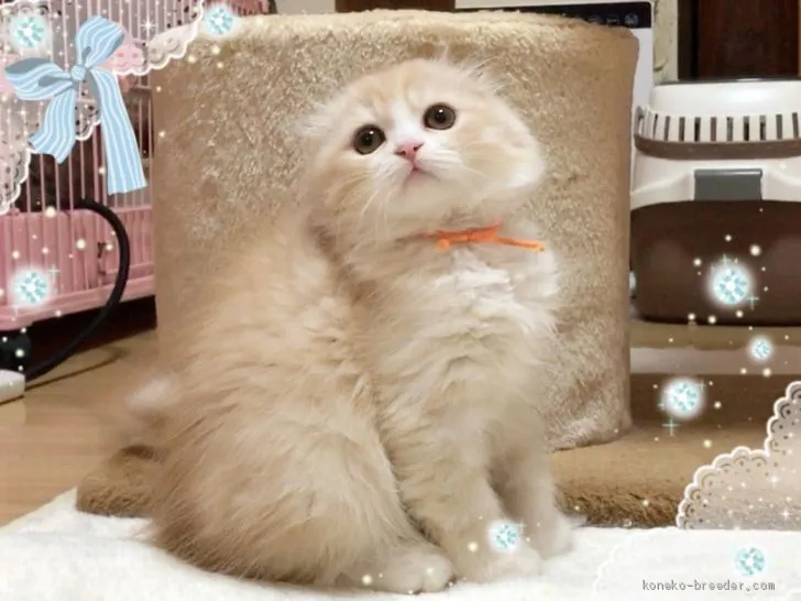 ID:1912-00448の子猫