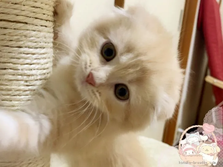 ID:1907-01055の子猫