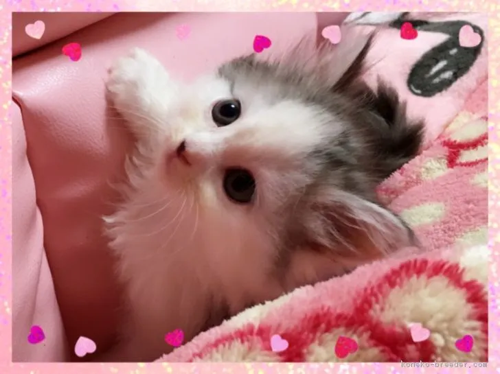 ID：1710-00947の子猫