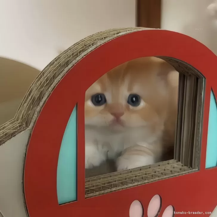 ID:2405-02238の子猫