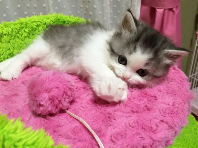 ID:1501-00119の子猫