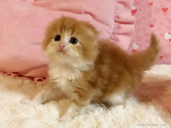 ID:1911-00074の子猫