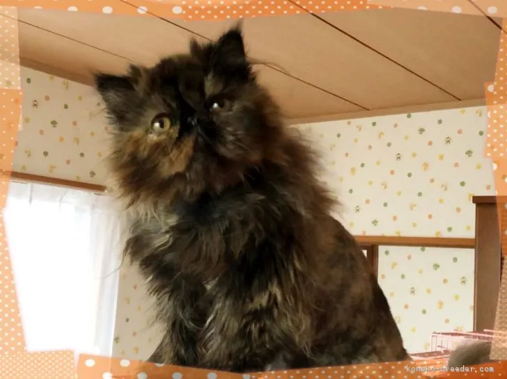 ID：1809-00884の子猫