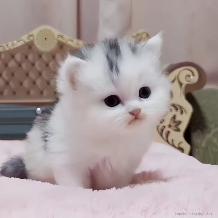 ID:2403-02691の子猫