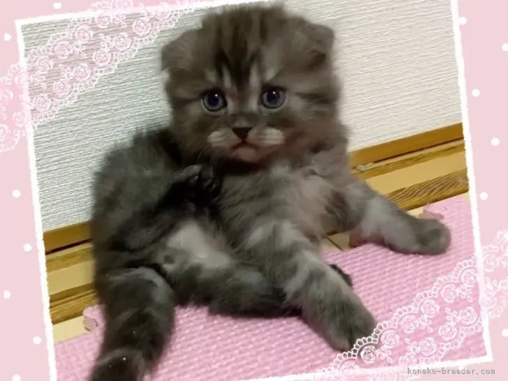 ID:2111-02452の子猫