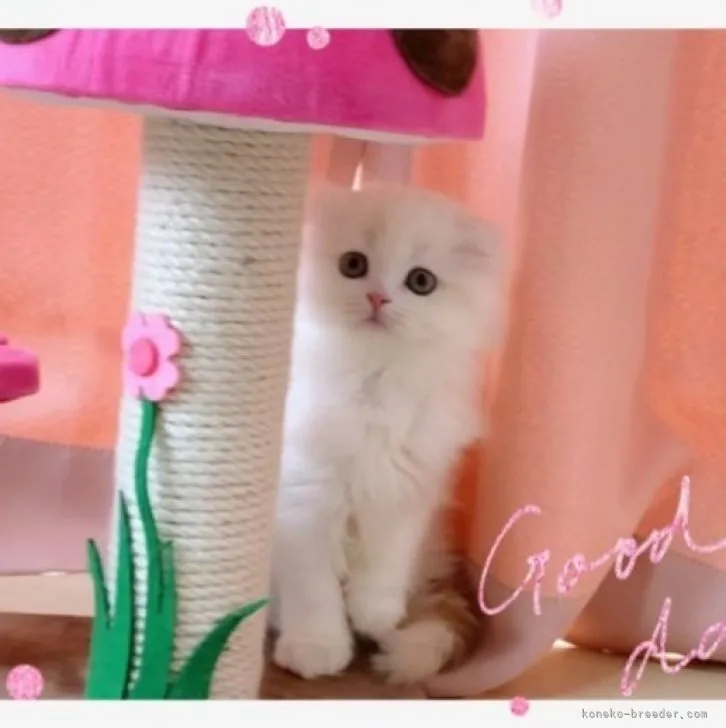 ID:2303-01054の子猫