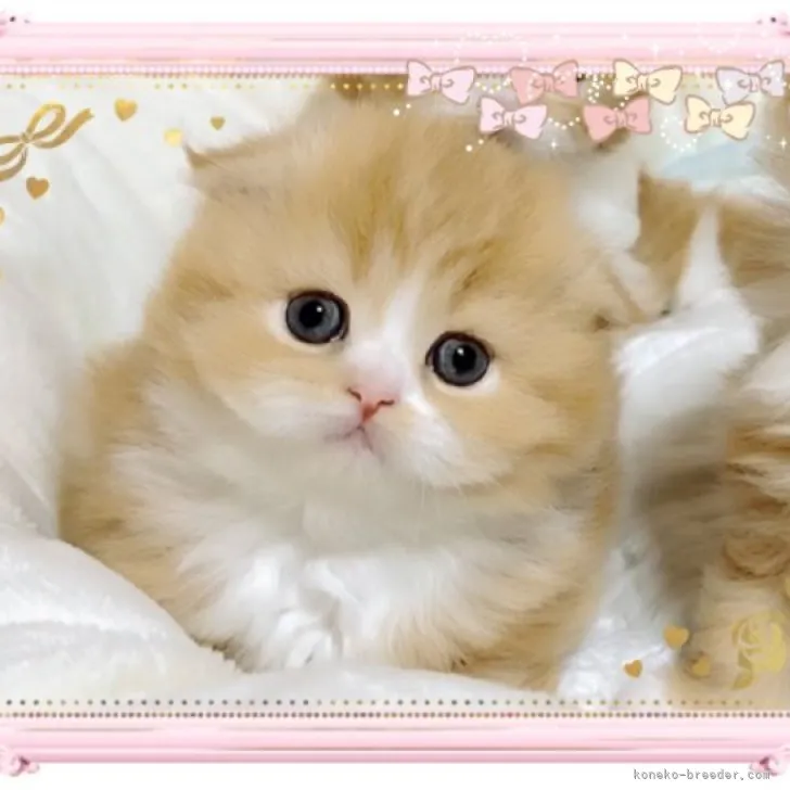 ID:2312-00157の子猫