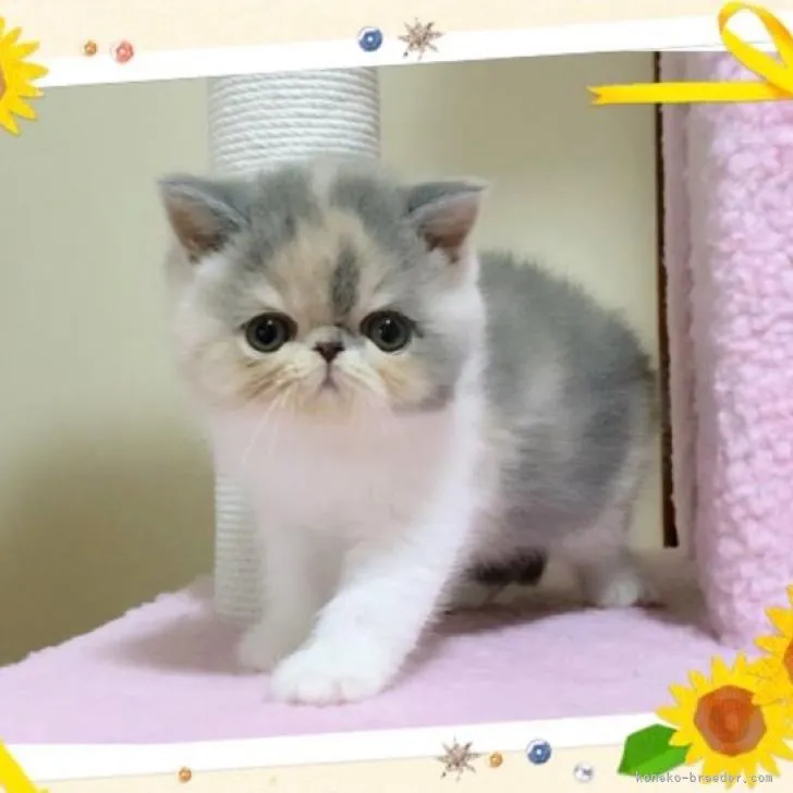 ID:2208-01946の子猫
