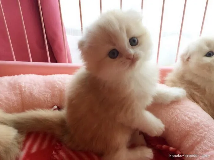 ID：1510-00351の子猫