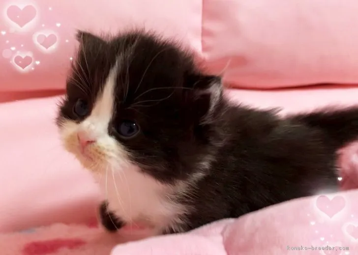 ID：1901-00663の子猫