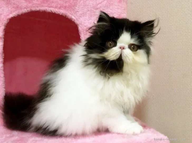 ID:1910-01197の子猫