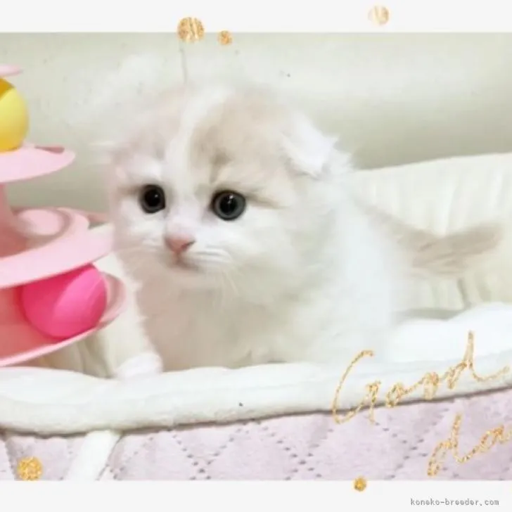 ID：2302-00429の子猫