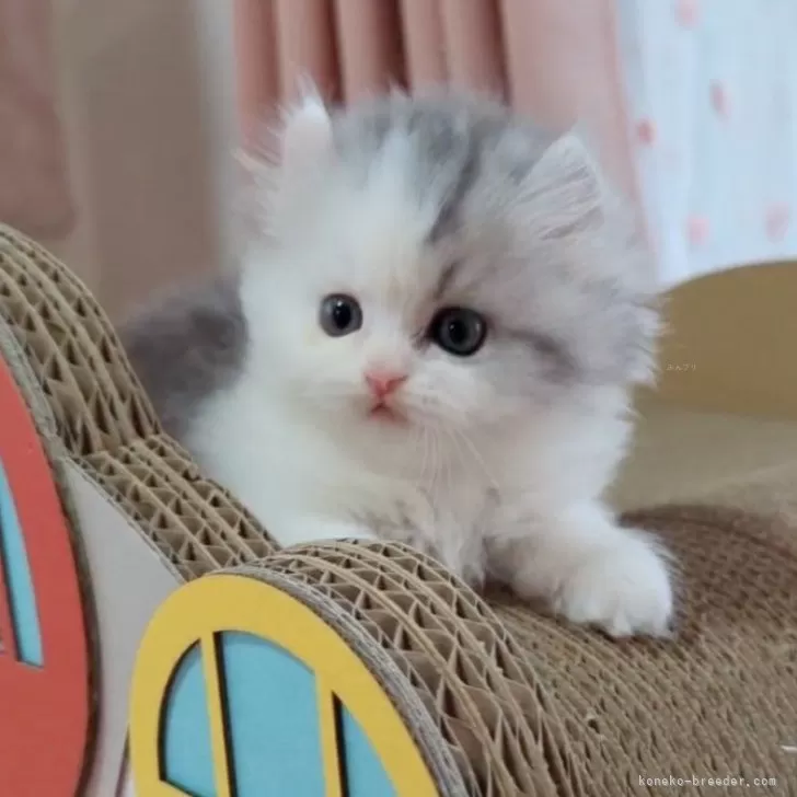 R.R 様のお迎えした子猫