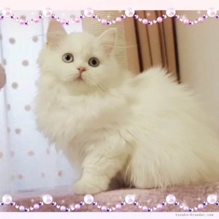 ID:2304-01004の子猫