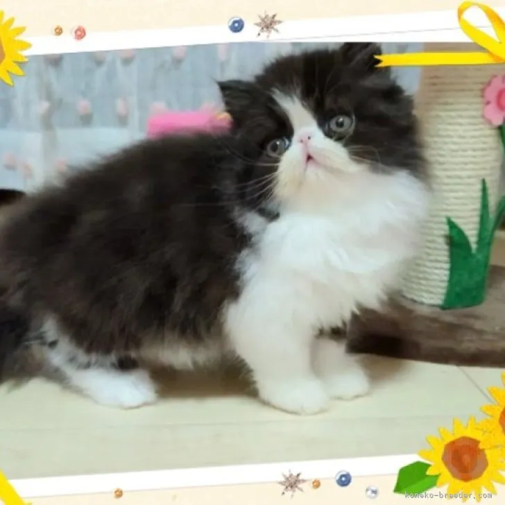 ID：2307-01604の子猫