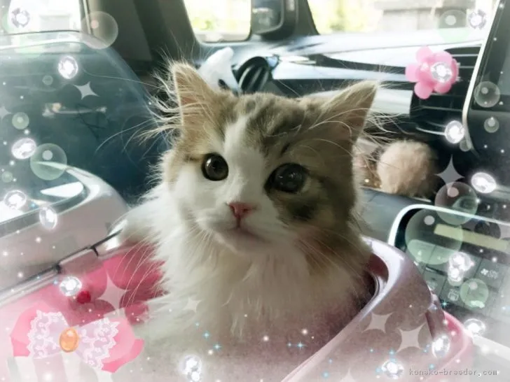 ID:1712-00548の子猫