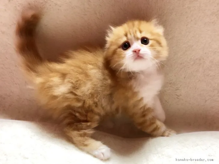 ID：1801-00017の子猫