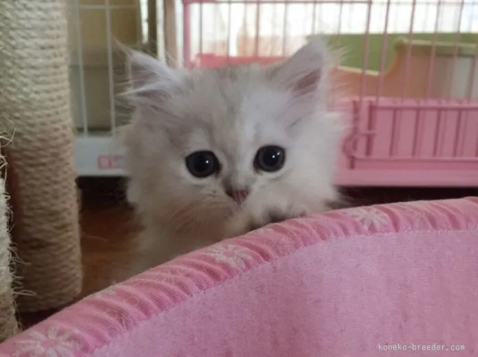 ID：1509-00050の子猫