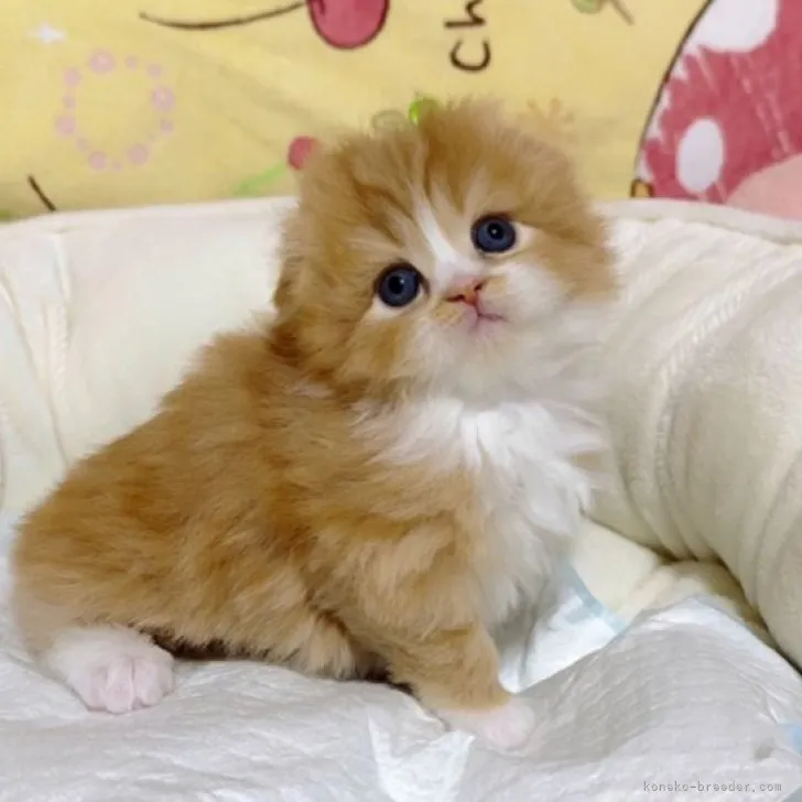 ID:2312-00104の子猫