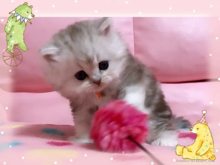 ID:1812-00501の子猫