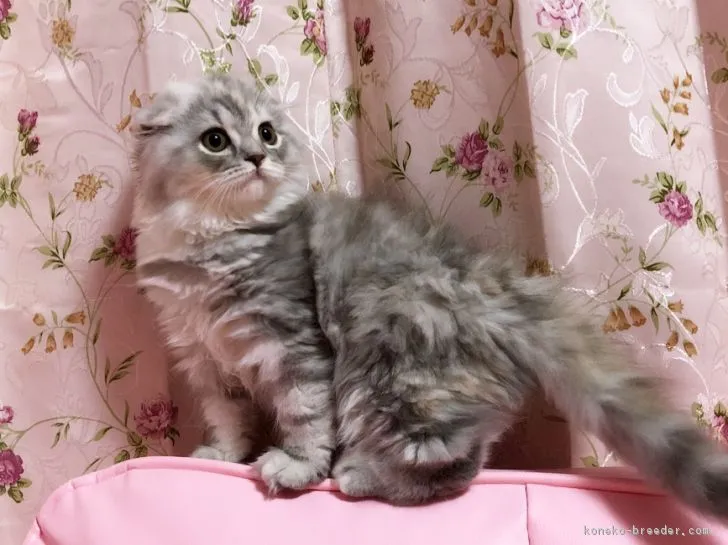 ID:1805-00074の子猫