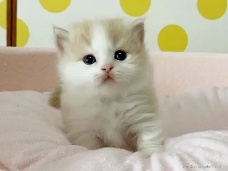 ID：2004-02296の子猫